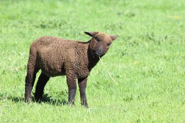 Schaf Suffolk-Coopworth-Kreuzung / Suffolk x Coopworth sheep / Ovis.