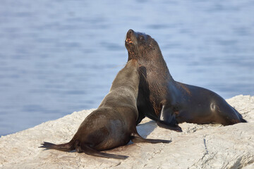 Naklejka premium Neuseeländischer Seebär / New Zealand fur seal / Arctocephalus forsteri.