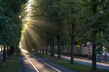 Light shining on the streets in the dense forest where trams go