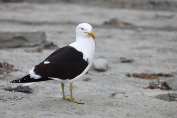 Dominikanermöwe / Southern black-backed gull / Larus dominicanus