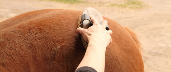 a brown horse is being brushed 