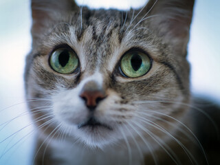 Naklejka na ściany i meble Head of the European Shorthair cat. Looks at camera. Animal portrait. Close-up. Selective focus