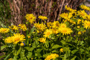 Doronicum small sunflower  yellow blossoms bud with green leaves