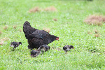 Haushuhn / Domestic Chicken / Gallus gallus domesticus.