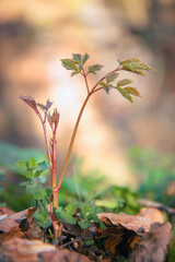 Wild asparagus plant. Little plant growing in the woods