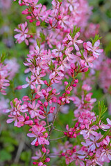 Blühende Zwerg-Mandel, Prunus tenella, im Frühling