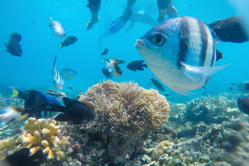 Obraz premium Beautiful underwater world at Karimun Jawa Island