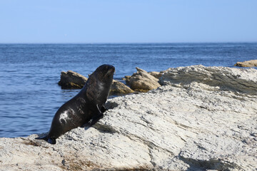 Neuseel&auml;ndischer Seeb&auml;r / New Zealand fur seal / Arctocephalus forsteri