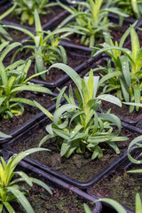 Young flower seedlings. Growing in a greenhouse. Selective focus. Vertical cropping. Close up.