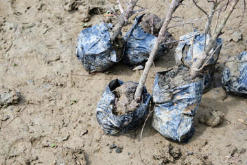 he small trees on the ground are wating for being planted to rebuild the mangrove forest at Can Gio, Ho Chi Minh city, Vietnam, one of the UNESCO World Network of Biosphere Reserves