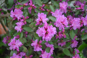 Close up of a PGM Regal rhododendron flowers