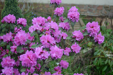 Close up of a PGM Regal rhododendron flowers