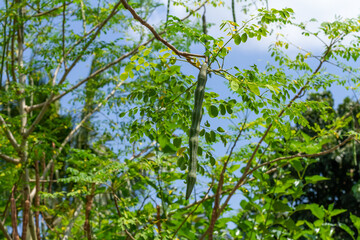 Fresh moringa pods on tree.