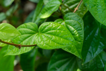 Betel leaves on tree in garden. Betel is a vine that has the heart shaped leaf. Trees that can extract essential oil from leaves.