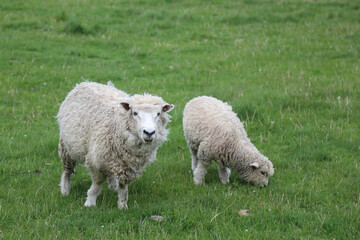 Romneyschaf / Romney sheep / Ovis.