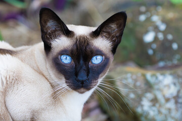 Tonkinese Cat. Coco is a lovely mature female Seal-point Tonkinese Cat with bright blue eyes