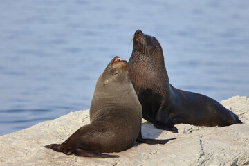 Naklejka premium Neuseeländischer Seebär / New Zealand fur seal / Arctocephalus forsteri.