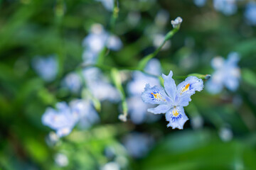 緑の中に美しく咲くシャガ
