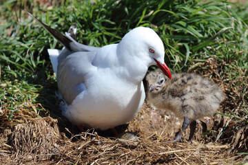 Rotschnabelmöwe / Red-billed gull / Larus scopulinus.