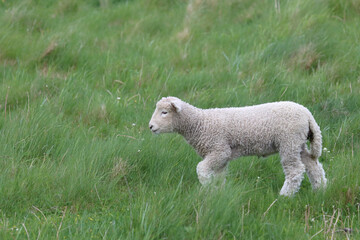 Romneyschaf / Romney sheep / Ovis.