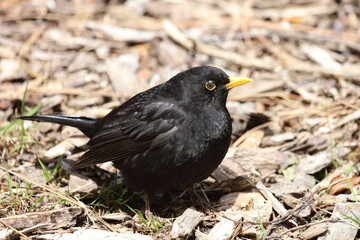 Amsel oder Schwarzdrossel / Blackbird / Turdus merula