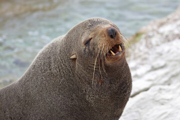 Naklejka premium Neuseeländischer Seebär / New Zealand fur seal / Arctocephalus forsteri..