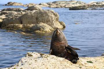 Neuseeländischer Seebär / New Zealand fur seal / Arctocephalus forsteri