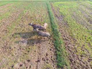 Group of baffalo in paddy rice plantation aerial view