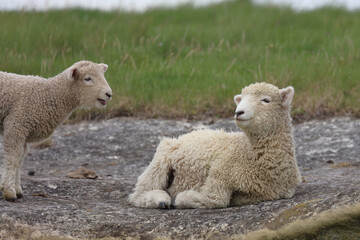 Romneyschaf / Romney sheep / Ovis.