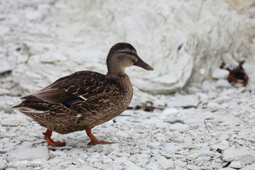 Stockente / Mallard / Anas platyrhynchos..