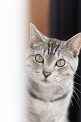 可愛い猫　サバトラ猫