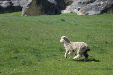 Romneyschaf / Romney sheep / Ovis.