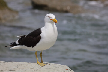 Dominikanermöwe / Southern black-backed gull / Larus dominicanus