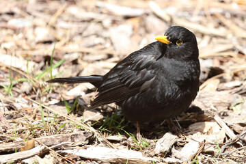 Amsel oder Schwarzdrossel / Blackbird / Turdus merula