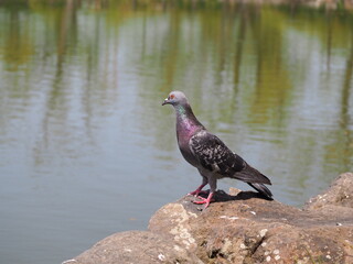 鳩