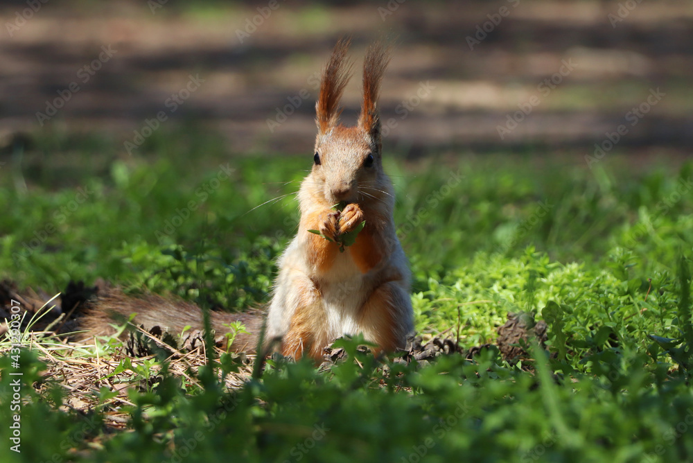 Wall mural Cute red squirrel on grass in forest