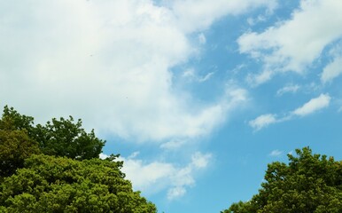 爽やかな空と緑　風景
