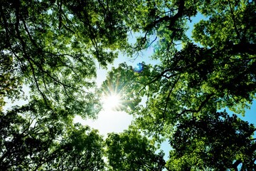 癒しの緑　太陽　春　風景