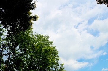 爽やかな空と緑　風景