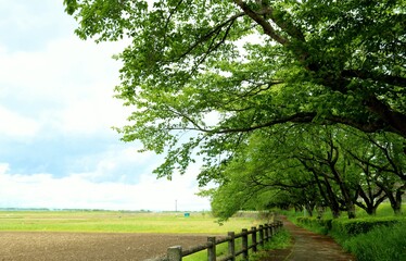Fototapeta na wymiar 癒しの新緑　道　風景