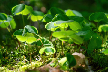 Green clover leaf  with three-leaved shamrocks. St. Patrick's day holiday symbol.