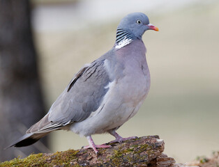Wood Pigeon	

