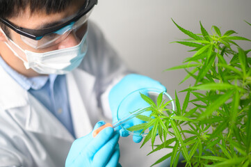 A scientist is checking and analyzing a cannabis sativa experiment , hemp plant  for herbal pharmaceutical cbd oil in a laboratory