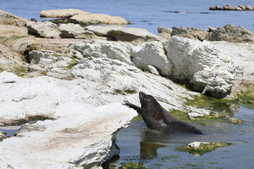Obraz premium Neuseeländischer Seebär / New Zealand fur seal / Arctocephalus forsteri