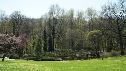 Plakat trees in the park