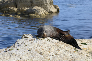 Naklejka premium Neuseeländischer Seebär / New Zealand fur seal / Arctocephalus forsteri