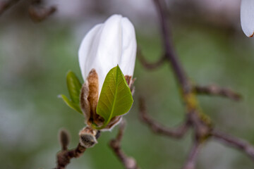 Magnolia stellata blossom detail