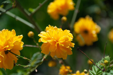 Flowers of Japanese kerria. Kerria japonica during flowering. Bright pretty and sunny spring botany. Details of a yellow flowering plant, Kerria japonica pleniflora