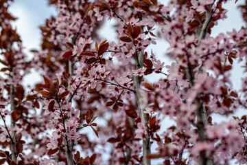 blood plum blossom detail prunus cerasifera 'nigra'  - obrazy, fototapety, plakaty
