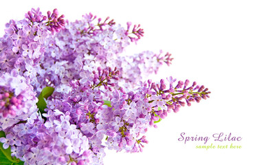 Lilac flowers on the branch isolated on white background